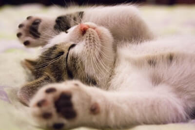 Kitten lying on back