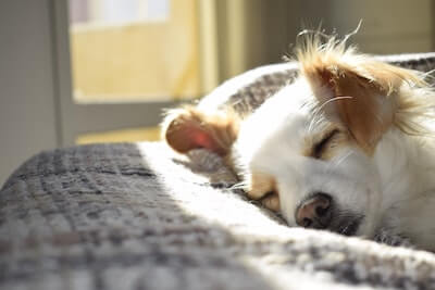 Dog sleeping in sun