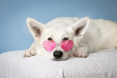 Dog with pink sunglasses