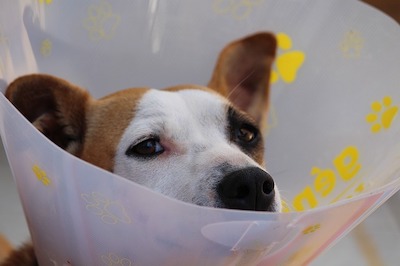 Dog with cone around head