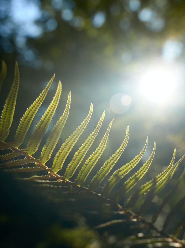 A leaf