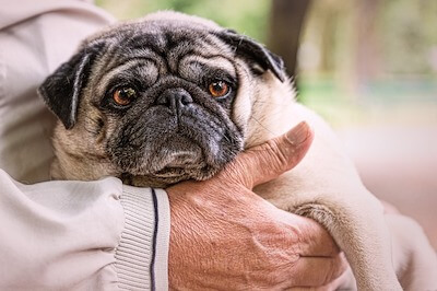 Pug in owner's arms